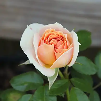 Rosa Garden of Roses® - roz - trandafir pentru straturi Floribunda